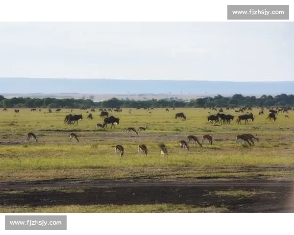 牛vs野牛力量速度耐力智慧全面对决谁才是真正王者自然草原生存法则终极较量